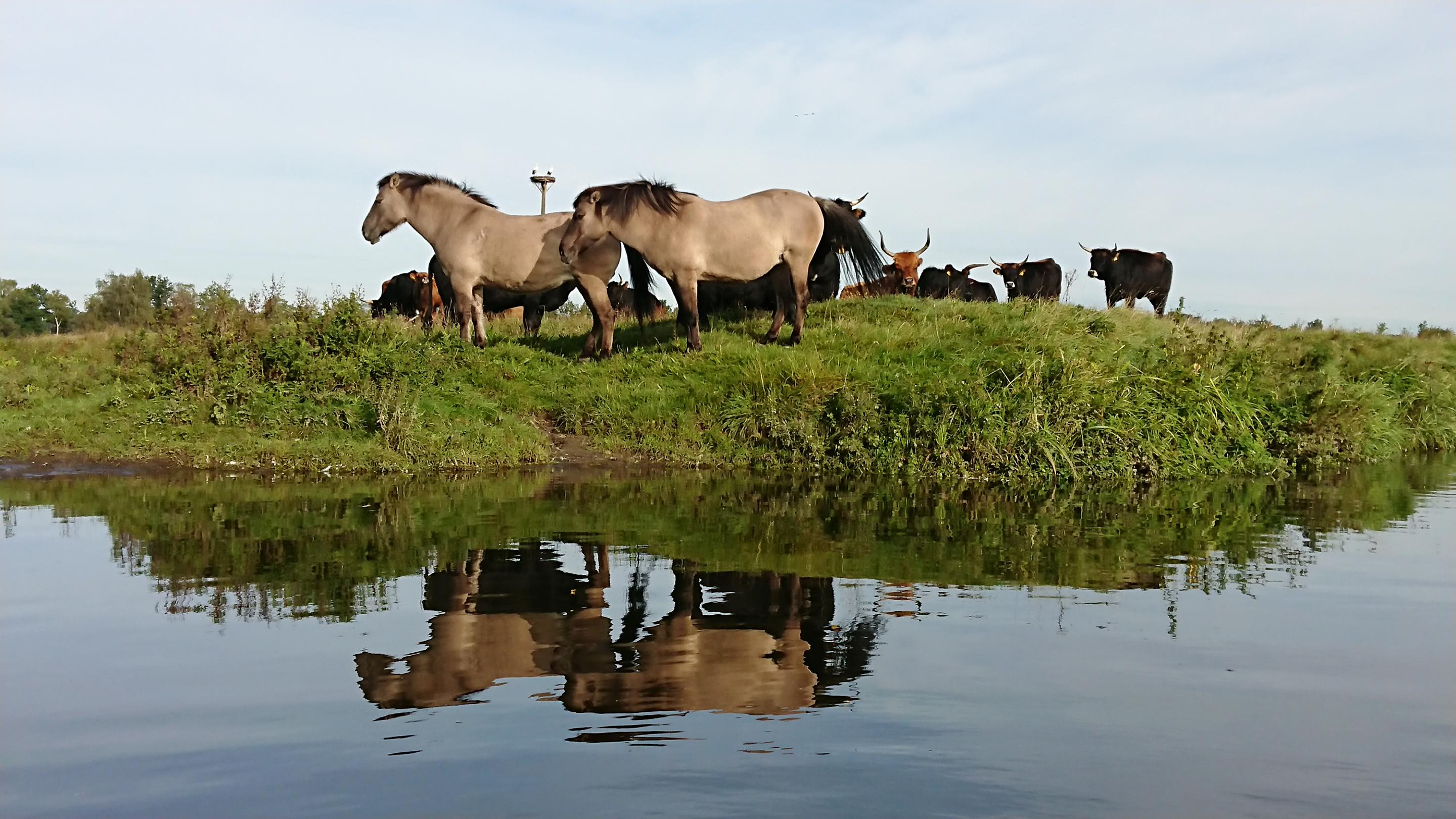Landschaft   Tiere   Steveraue   2023.09.25 09.42 01 HQ